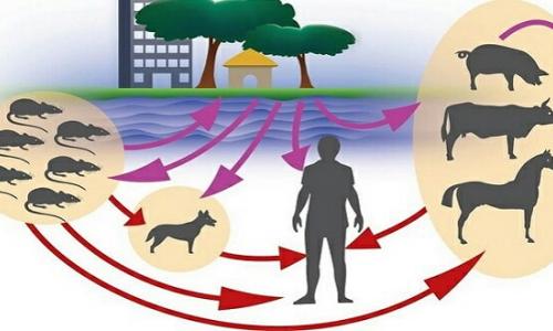 Обережно, лептоспіроз