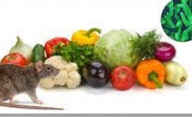 Навесні найбільший ризик заразитися ієрсиніозом!