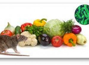 Навесні найбільший ризик заразитися ієрсиніозом!