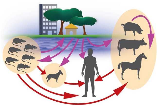 Про насторогу до лептоспірозу
