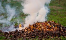 Небезпека спалювання сухостою