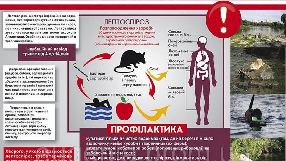 Профілактика лептоспірозу